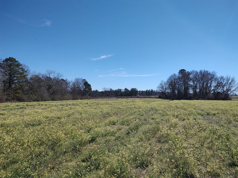 Hunter Road 66 Acres, Farm for Sale in Alabama, 360655 FARMFLIP