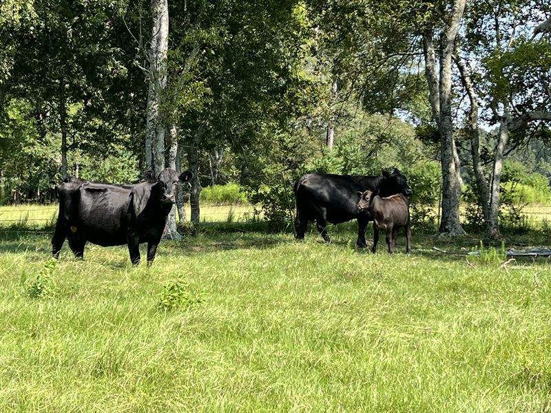 Coosada Parkway, Farm for Sale in Alabama, 360718 FARMFLIP