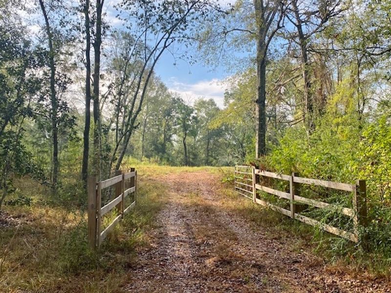 221 Acres Of Premium Hunting Pike : Summit : Pike County : Mississippi