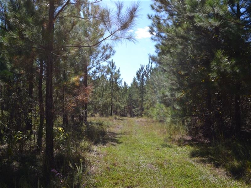 Rock Springs Road, Tract A : Glenwood : Laurens County : Georgia