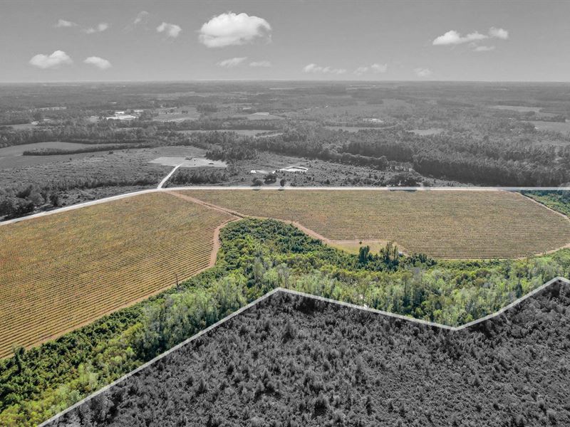 6 Acres, Tract 6, Sellers Rd NW : Baxley : Appling County : Georgia