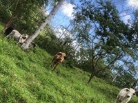 Beautiful Estate with House : Costa Rica