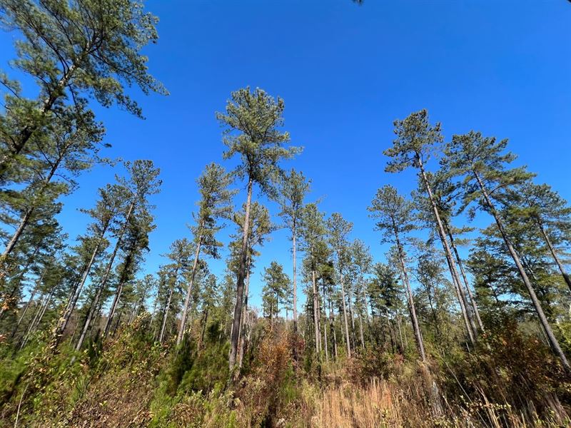 East Baldwin Wooded Homesite : Milledgeville : Baldwin County : Georgia
