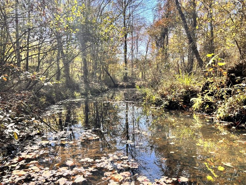 179 AC Timber & Hunting : Wrightsville : Johnson County : Georgia