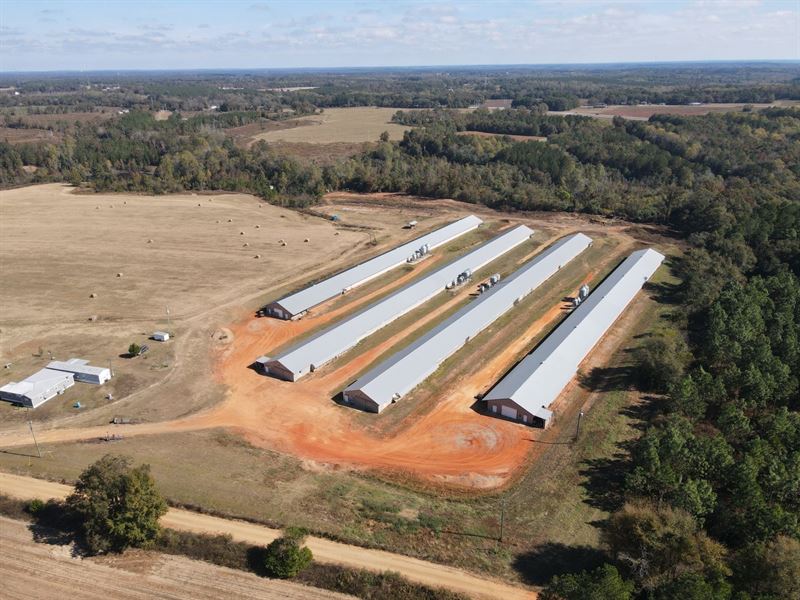 Sundown Breeder Farm : Newville : Henry County : Alabama