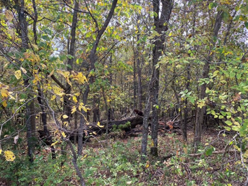 Nicely Wooded : Edwards : Benton County : Missouri