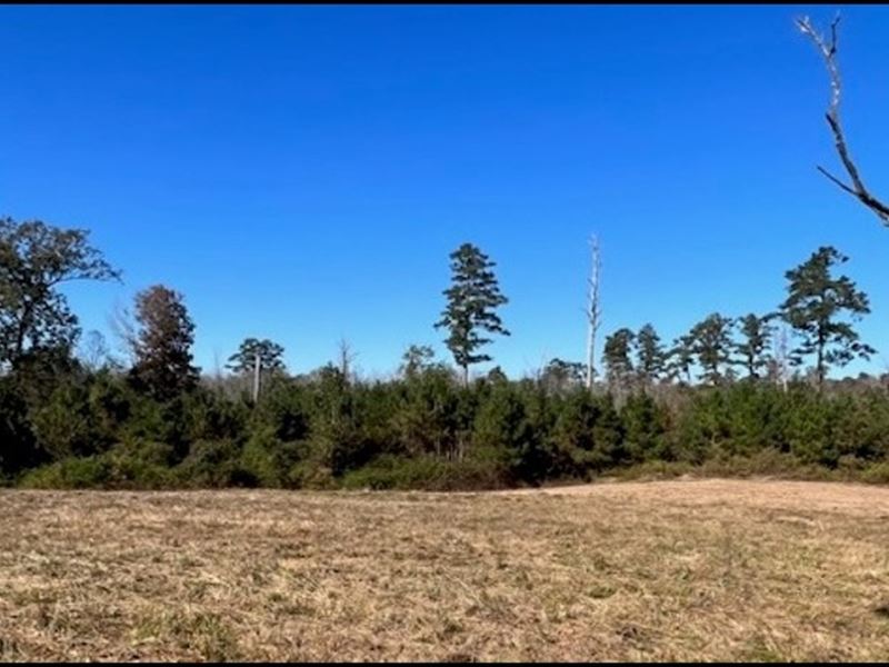 221 Acres in Winston County in Loui : Louisville : Winston County : Mississippi