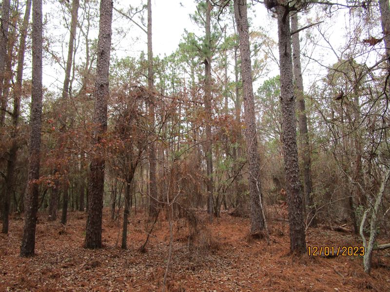 79 Acres Timbered Land, Farm for Sale by Owner in 364150