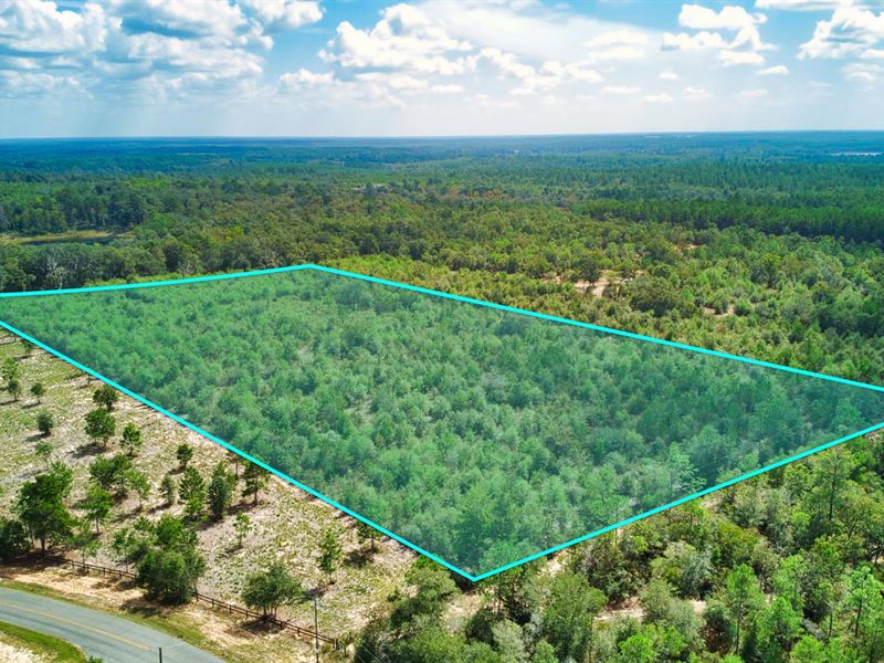 Wooded Lot with Power & Paved Road : Vernon : Washington County : Florida