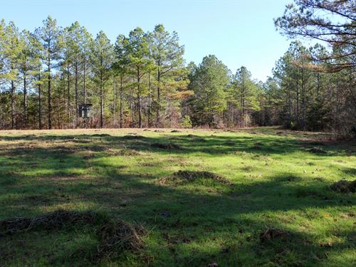 Pontotoc County, Timber, And Turke : Blue Springs : Pontotoc County : Mississippi