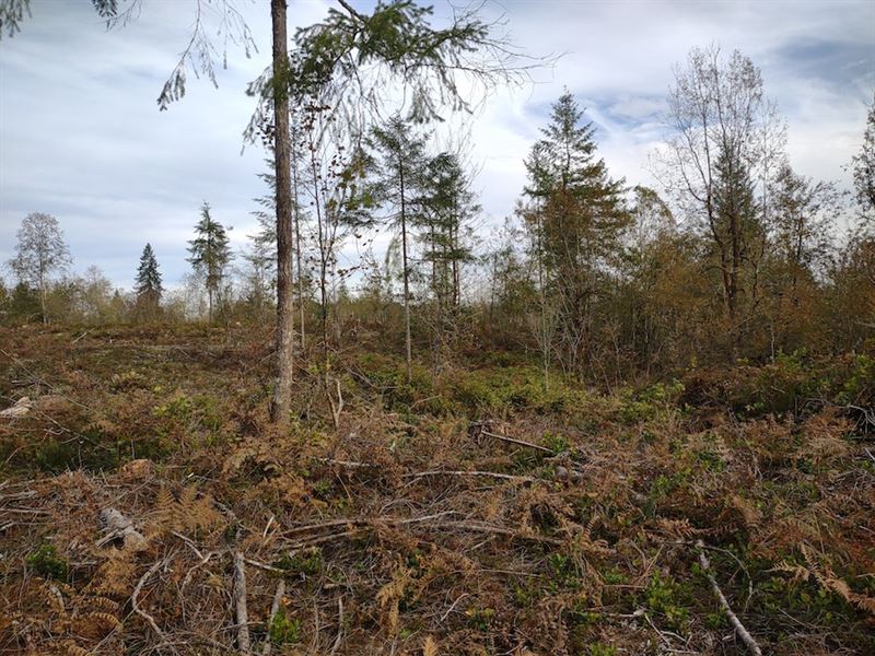 Dempsey Creek : Olympia : Thurston County : Washington