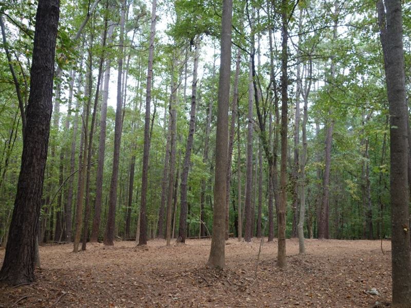 Beaver Pond, Wooded, Near Rock Hill : Rock Hill : Fairfield County : South Carolina