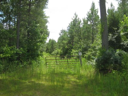 1154 Acres Timberland : Emporia : Greensville County : Virginia
