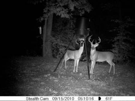 380 Acre Wildlife Haven : Mountain View : Stone County : Arkansas