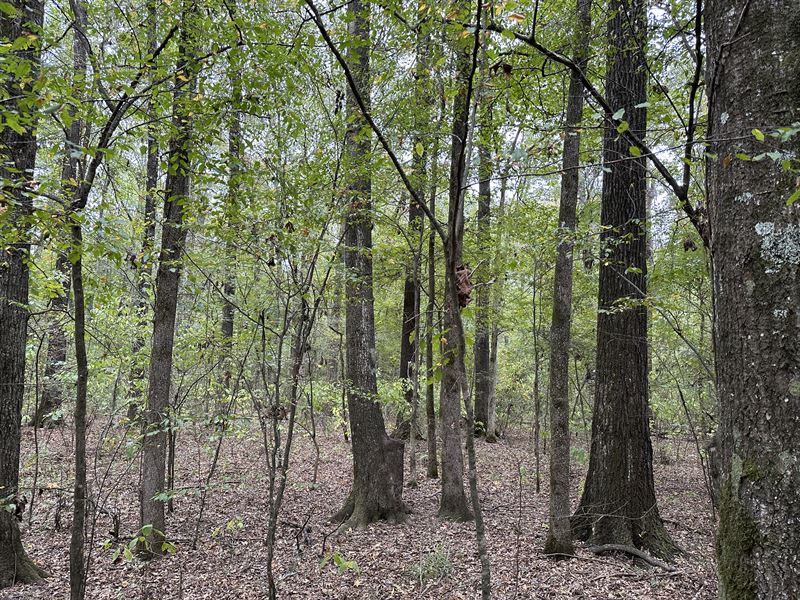 Louisiana Timberland for Sale, Farm Auction in Louisiana, 365350 FARMFLIP