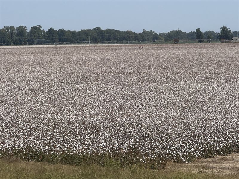 Northeast Arkansas Cotton Farm Fsbo, Farm for Sale by Owner in Arkansas