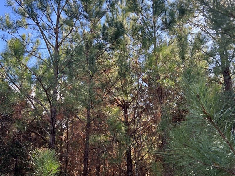 23 Acres in Sawyerville, AL, Farm for Sale in Alabama, 365446 FARMFLIP