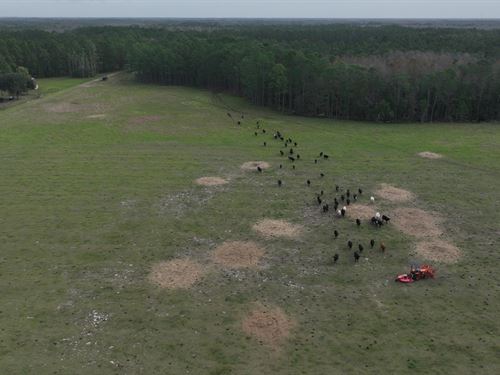 South Lake County Ranch and Hunting : Clermont : Lake County : Florida