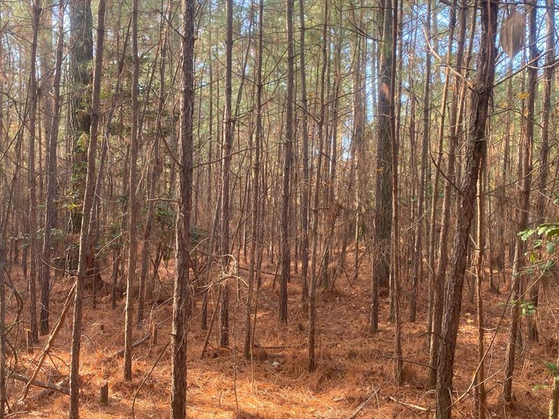 7 Acres in Surry County, VA, Farm for Sale by Owner in Virginia