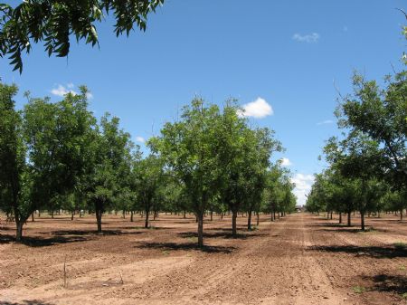 39 Acre Pecan Farm Fsbo : Tularosa : Otero County : New Mexico