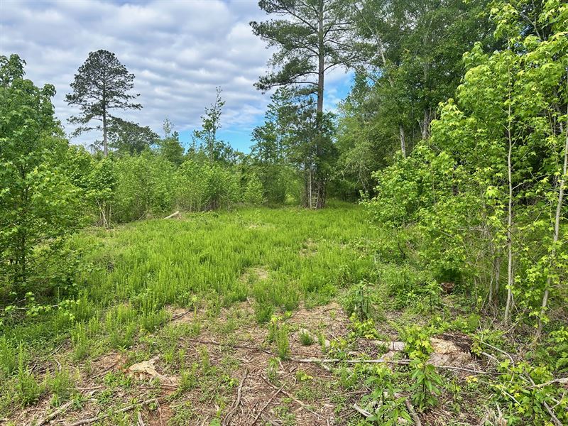 6.99 Wooded Ac, West Bartow County : Taylorsville : Bartow County : Georgia