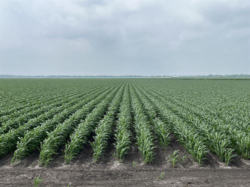 S & F Farm : Damon : Fort Bend County : Texas