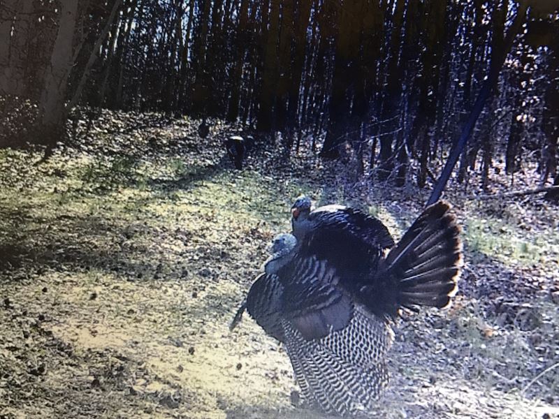 43 Acres in Holmes County, MS : Cruger : Holmes County : Mississippi