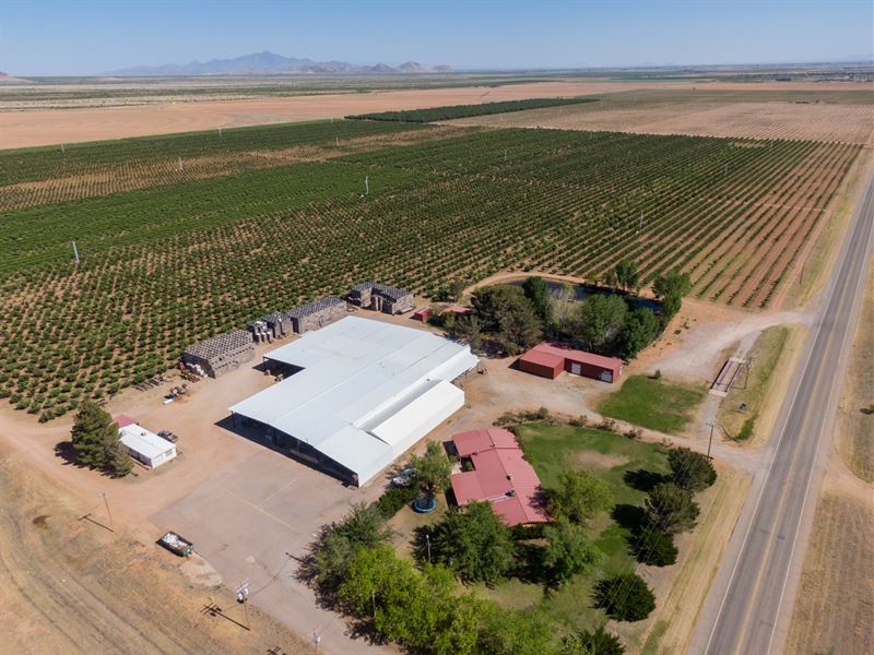 Willcox, AZ Orchard for Auction : Willcox : Cochise County : Arizona
