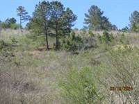 Hunting Land Near Birmingham, AL : Aldridge : Walker County : Alabama