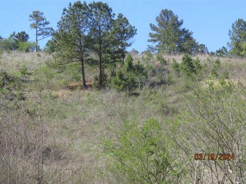 Hunting Land Near Birmingham, AL : Aldridge : Walker County : Alabama