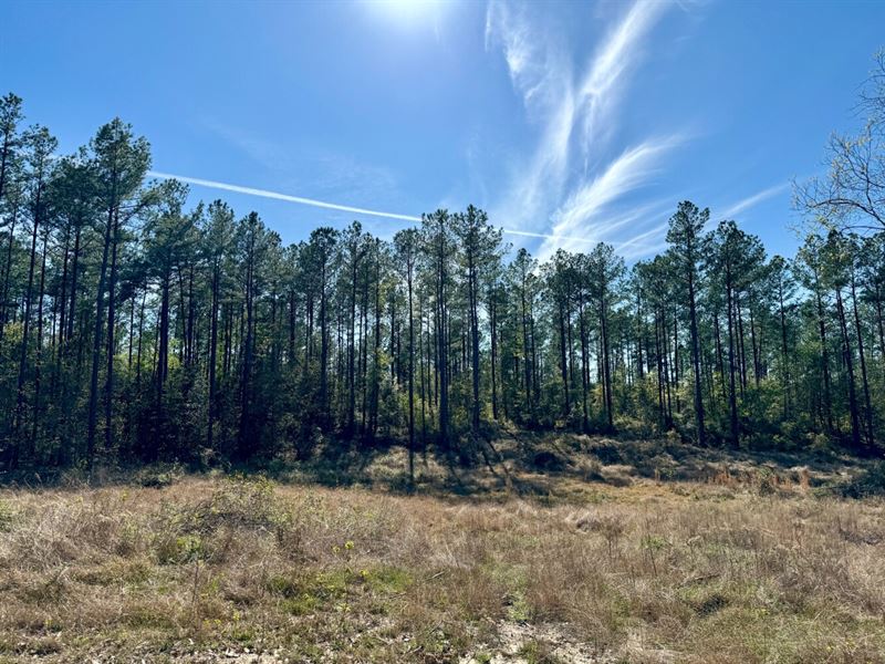 Tibbie Highway 17 Timber Hunting, Farm for Sale in Alabama, 371299