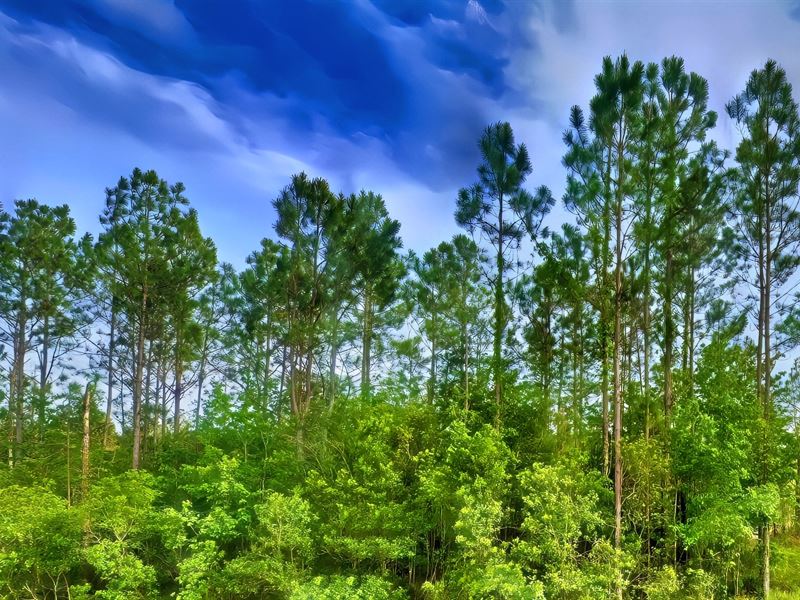 5 Acres in Deleon Springs 99 Down, Farm for Sale by Owner in Florida