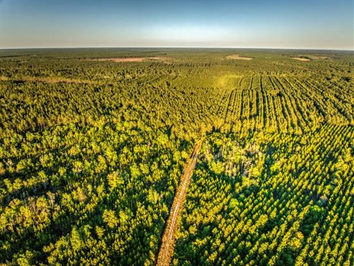 Wayne Timber Tracts : Jesup : Wayne County : Georgia