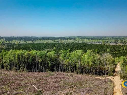 Ellis Road Tract : Jefferson : Kershaw County : South Carolina