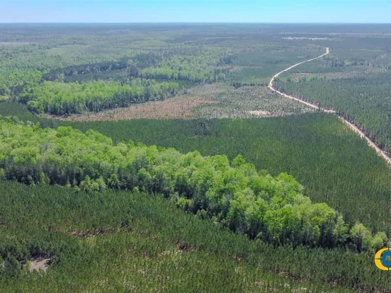 Lynches Tract : Cassatt : Kershaw County : South Carolina