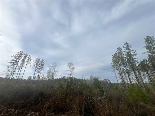 40 Acres In Waynesboro In Wayne Cou : Waynesboro : Wayne County : Mississippi