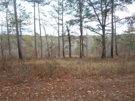 134+/- Acres Newberry Creek : Waynesboro : Burke County : Georgia