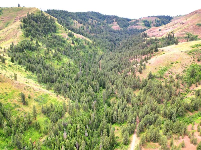 Little Elk Creek : Halfway : Baker County : Oregon