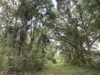 Hunting & Timberland Near Andalusia : Red Level : Covington County : Alabama