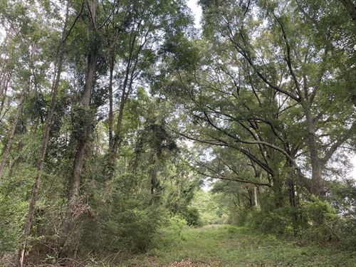 Hunting & Timberland Near Andalusia : Red Level : Covington County : Alabama