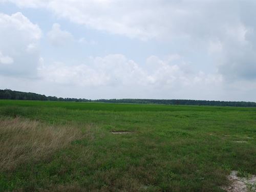 Beautiful Farm with Paved Access : Kinder : Allen Parish : Louisiana