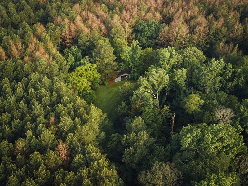 81 Acres with A Cabin in Rankin : Mendenhall : Rankin County : Mississippi