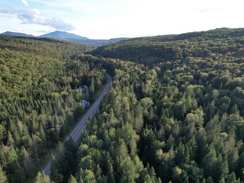 East Branch Forest : Newark : Caledonia County : Vermont