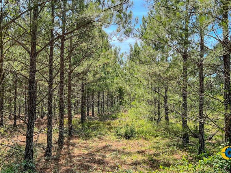 Moores Chapel Road West : Mauk : Marion County : Georgia