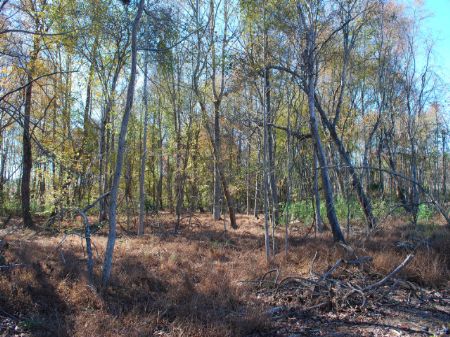 Recreational Tract Near Nat. Forest : Union : Union County : South Carolina