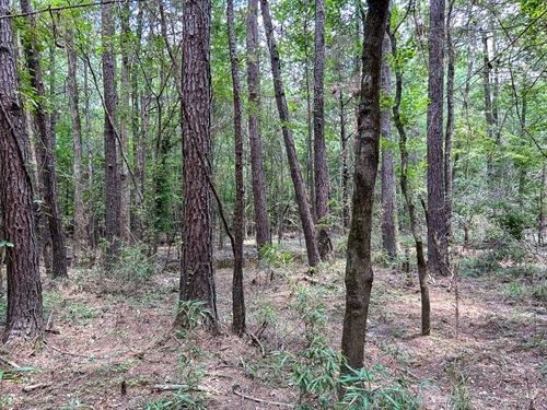 180 Acres County Line Road : Livingston : Polk County : Texas