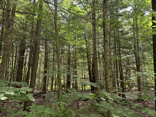 Expansive Wild Woodland and Timber : Vienna : Oneida County : New York