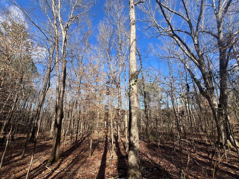 46.25 Acres Marion County : Vina : Marion County : Alabama