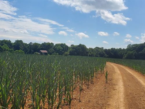 194Ac, Harbour Lane Ararat NC : Ararat : Surry County : North Carolina