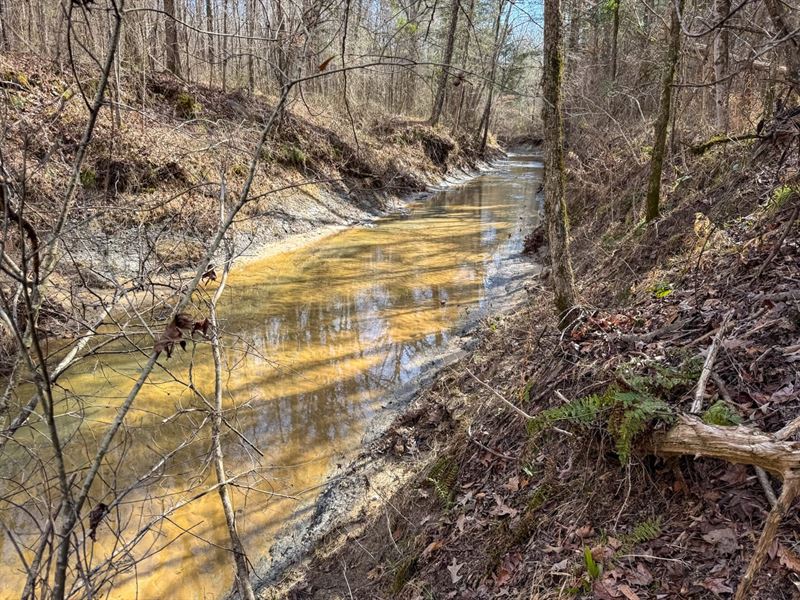 Clay County, 660 Acres Big Timber : West Point : Clay County : Mississippi